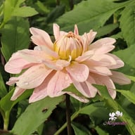 Soft Pink Idylle Dahlia Knöl