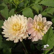 Soft Pink Idylle Dahlia Knöl