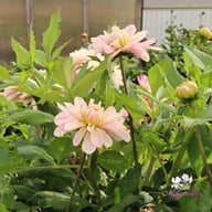 Soft Pink Idylle Dahlia Knöl