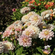 Soft Pink Idylle Dahlia Knöl