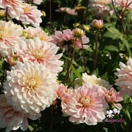 Soft Pink Idylle Dahlia Knöl