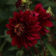 Soulman Dahlia Knöl