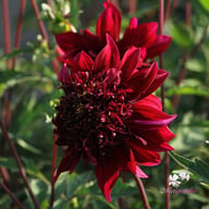 Soulman Dahlia Tuber