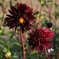 Soulman Dahlia Tuber