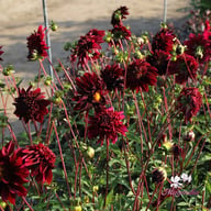 Soulman Dahlia Tuber