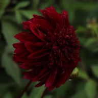 Soulman Dahlia Knöl