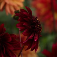 Soulman Dahlia Knöl