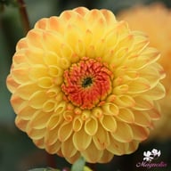Souvenir d'Ètè Dahlia Knöl
