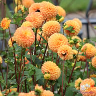 Souvenir d'Ètè Dahlia Knöl