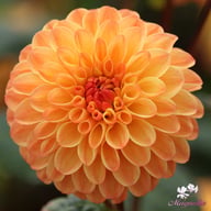 Souvenir d'Ètè Dahlia Knöl