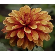 Spanish Conquest Dahlia Knöl