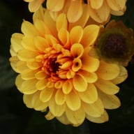 Spanish Conquest Dahlia Knöl