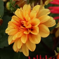Spanish Conquest Dahlia Knöl