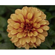 Spanish Conquest Dahlia Knöl