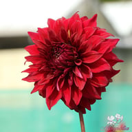 Spartacus Dahlia Tuber
