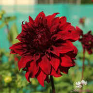 Spartacus Dahlia Tuber