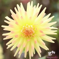 Spaßmacher Dahlia Knöl