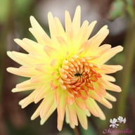 Spaßmacher Dahlia Knöl
