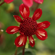 Speech Dahlia Tuber