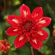 Speech Dahlia Tuber