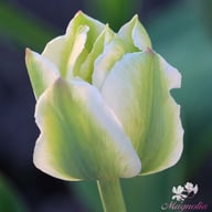 Spring Green Tulip Bulbs