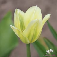 Spring Green Tulip Bulbs