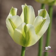 Spring Green Tulip Bulbs