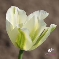 Spring Green Tulip Bulbs