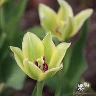 Spring Green Tulip Bulbs
