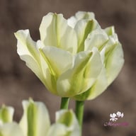 Spring Green Tulip Bulbs