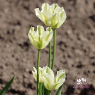 Spring Green Tulip Bulbs