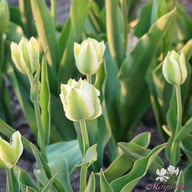 Spring Green Tulip Bulbs