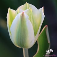 Spring Green Tulip Bulbs