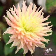 Star Elite Dahlia Tuber