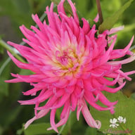 Star's Favourite Dahlia Tuber