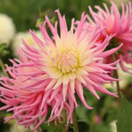 Star's Favourite Dahlia Tuber