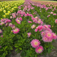 Star's Favourite Dahlia Tuber