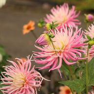 Star's Favourite Dahlia Tuber