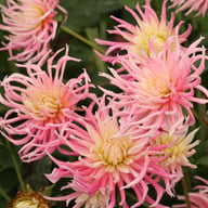 Star's Favourite Dahlia Tuber
