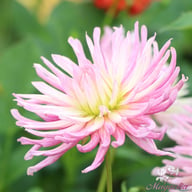 Star's Favourite Dahlia Tuber