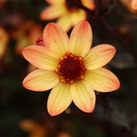 Star Wars Dahlia Knöl