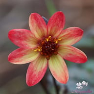 Star Wars Dahlia Tuber