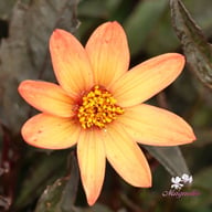 Star Wars Dahlia Tuber