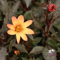 Star Wars Dahlia Tuber