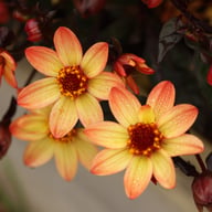 Star Wars Dahlia Knöl