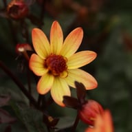 Star Wars Dahlia Knöl
