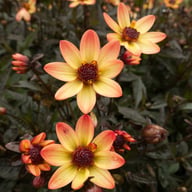 Star Wars Dahlia Tuber