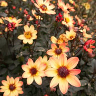Star Wars Dahlia Tuber