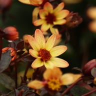 Star Wars Dahlia Knöl