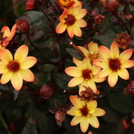 Star Wars Dahlia Knöl